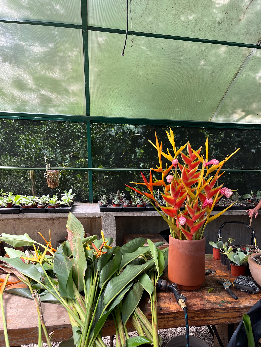 The flower greenhouse with succulents and a flower arrangement being made
