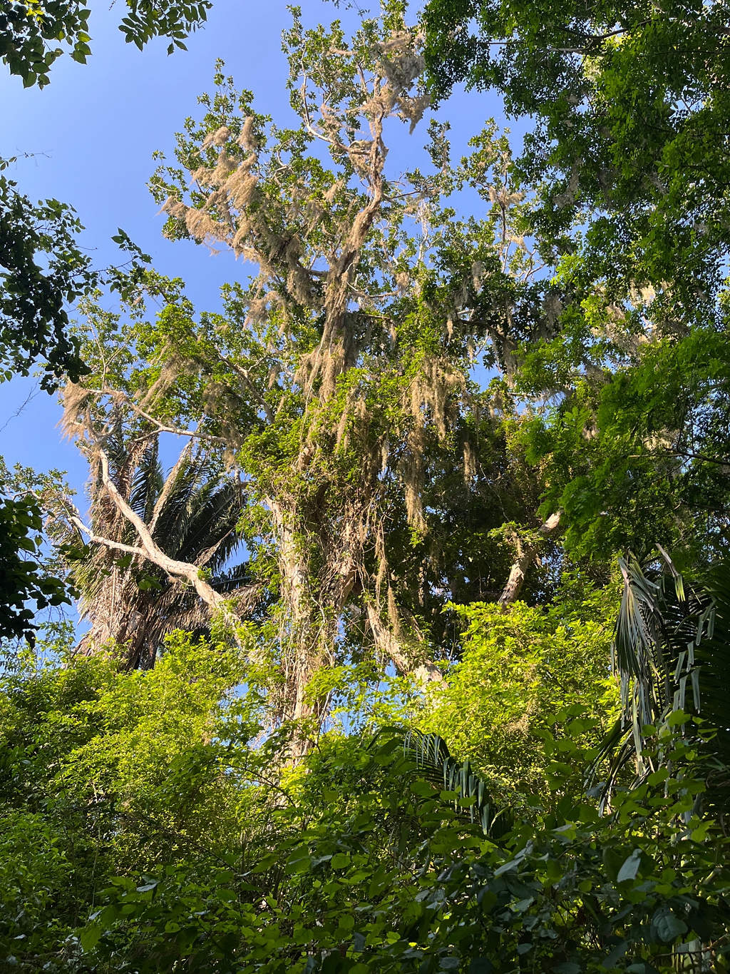 A big tree covered in Spanish moss in the jungle